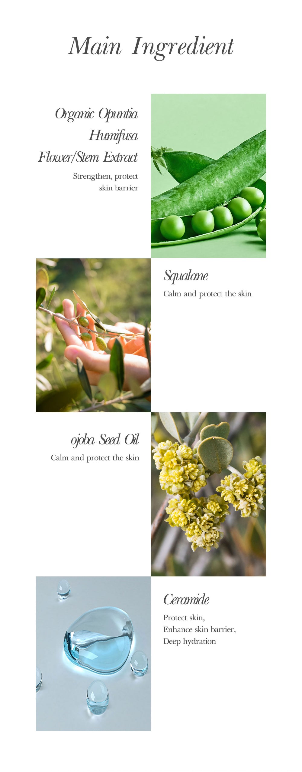Cactus Oasis Cream