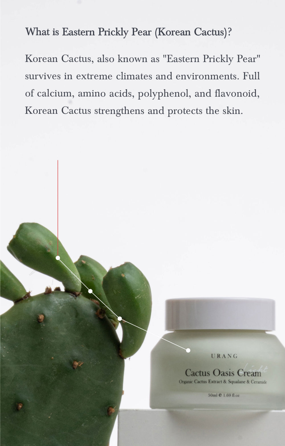 Cactus Oasis Cream